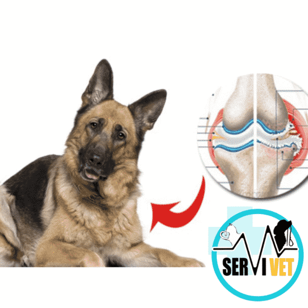 68 servivetspa agosto 28, 2024 - https://servivetspa.cl medicina veterinaria